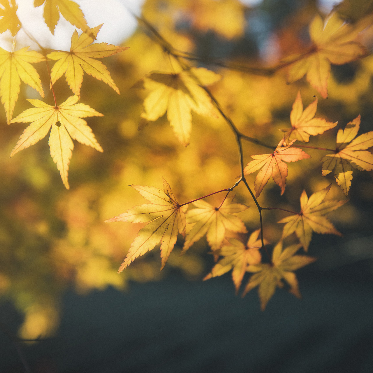 684936e429c48.jpg 684936e429c48.jpg